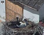Capi_Dubne_20250420_134003.jpg