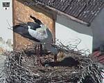 Capi_Dubne_20250420_135002.jpg