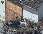 Capi_Dubne_20250420_140003.jpg