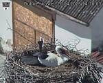 Capi_Dubne_20250420_143003.jpg