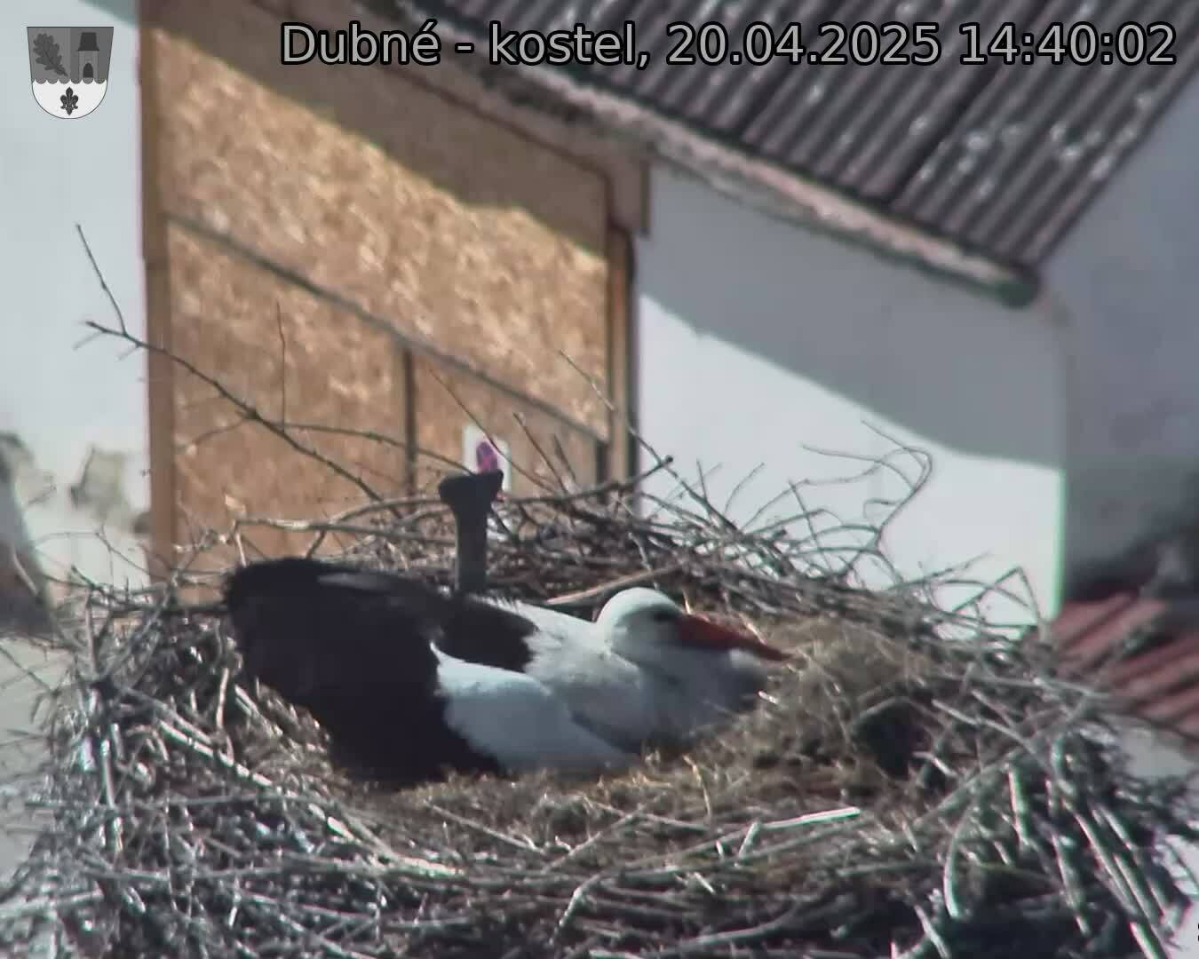 Capi_Dubne_20250420_144002.jpg (1350 x 1080)