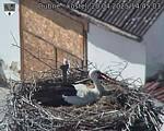 Capi_Dubne_20250420_144503.jpg