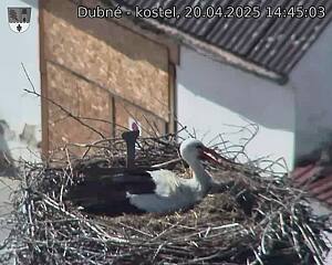Capi_Dubne_20250420_144503.jpg (1350 x 1080)