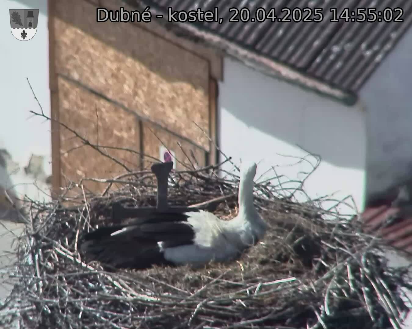 Capi_Dubne_20250420_145502.jpg (1350 x 1080)