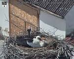 Capi_Dubne_20250420_150003.jpg