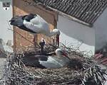 Capi_Dubne_20250420_150503.jpg