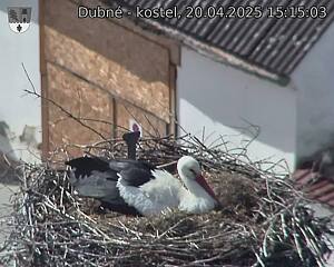 Capi_Dubne_20250420_151503.jpg (1350 x 1080)