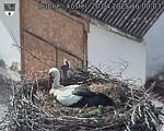 Capi_Dubne_20250420_160003.jpg