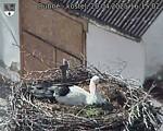 Capi_Dubne_20250420_161502.jpg