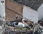 Capi_Dubne_20250420_162002.jpg