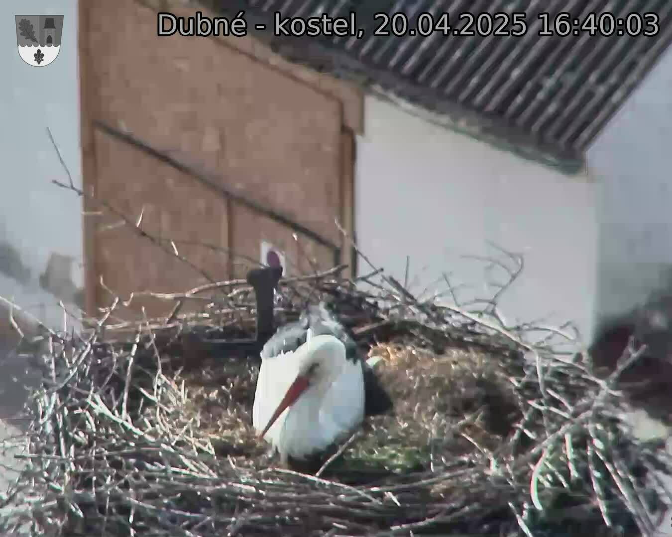 Capi_Dubne_20250420_164003.jpg (1350 x 1080)