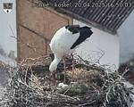 Capi_Dubne_20250420_165003.jpg