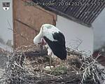 Capi_Dubne_20250420_165503.jpg