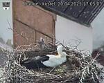 Capi_Dubne_20250420_170503.jpg