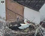 Capi_Dubne_20250420_171003.jpg