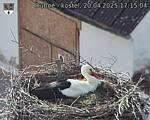 Capi_Dubne_20250420_171504.jpg