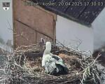 Capi_Dubne_20250420_173003.jpg