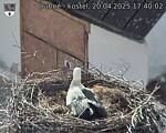 Capi_Dubne_20250420_174002.jpg
