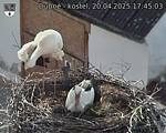 Capi_Dubne_20250420_174503.jpg
