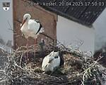 Capi_Dubne_20250420_175003.jpg
