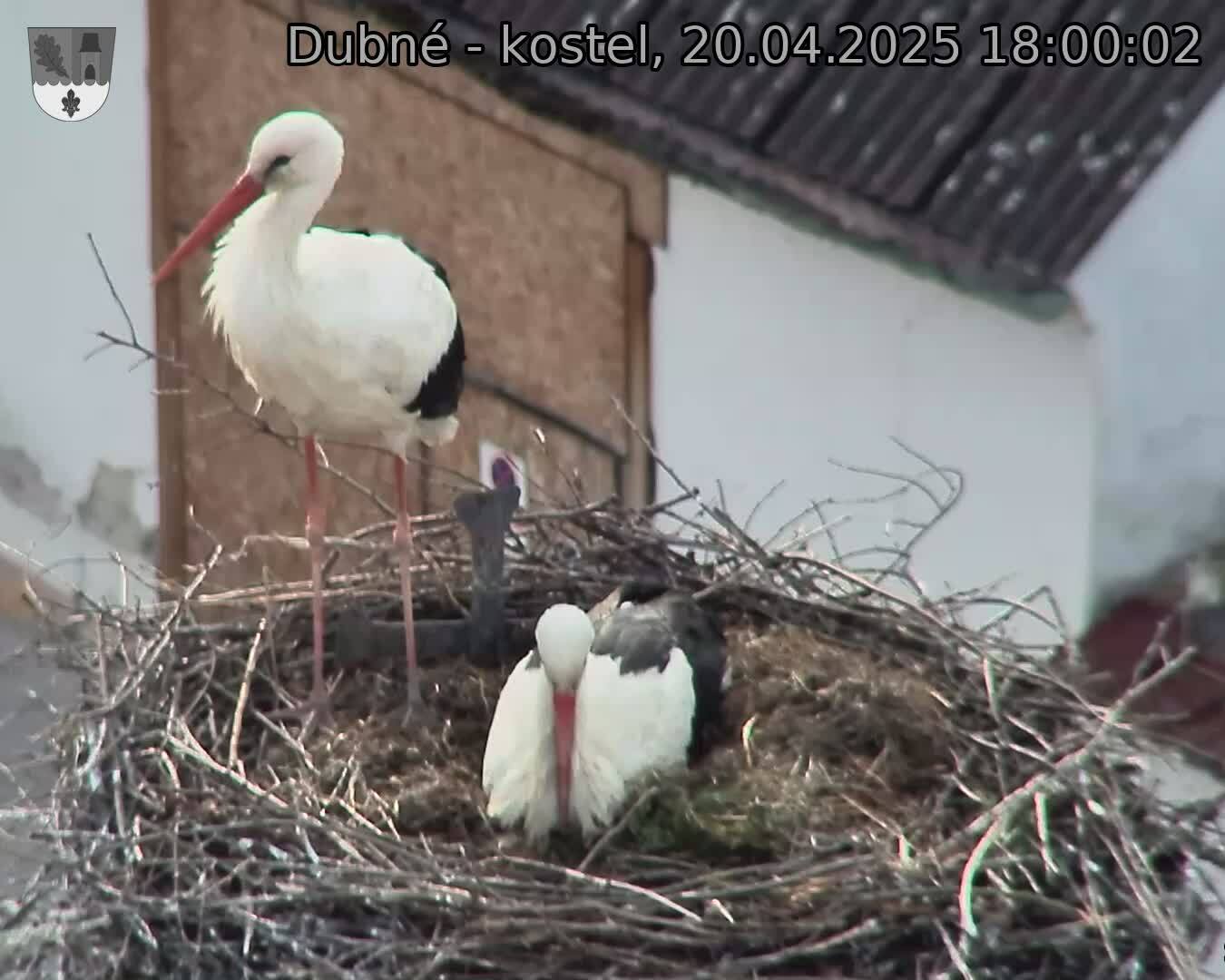 Capi_Dubne_20250420_180002.jpg (1350 x 1080)