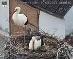 Capi_Dubne_20250420_180002.jpg