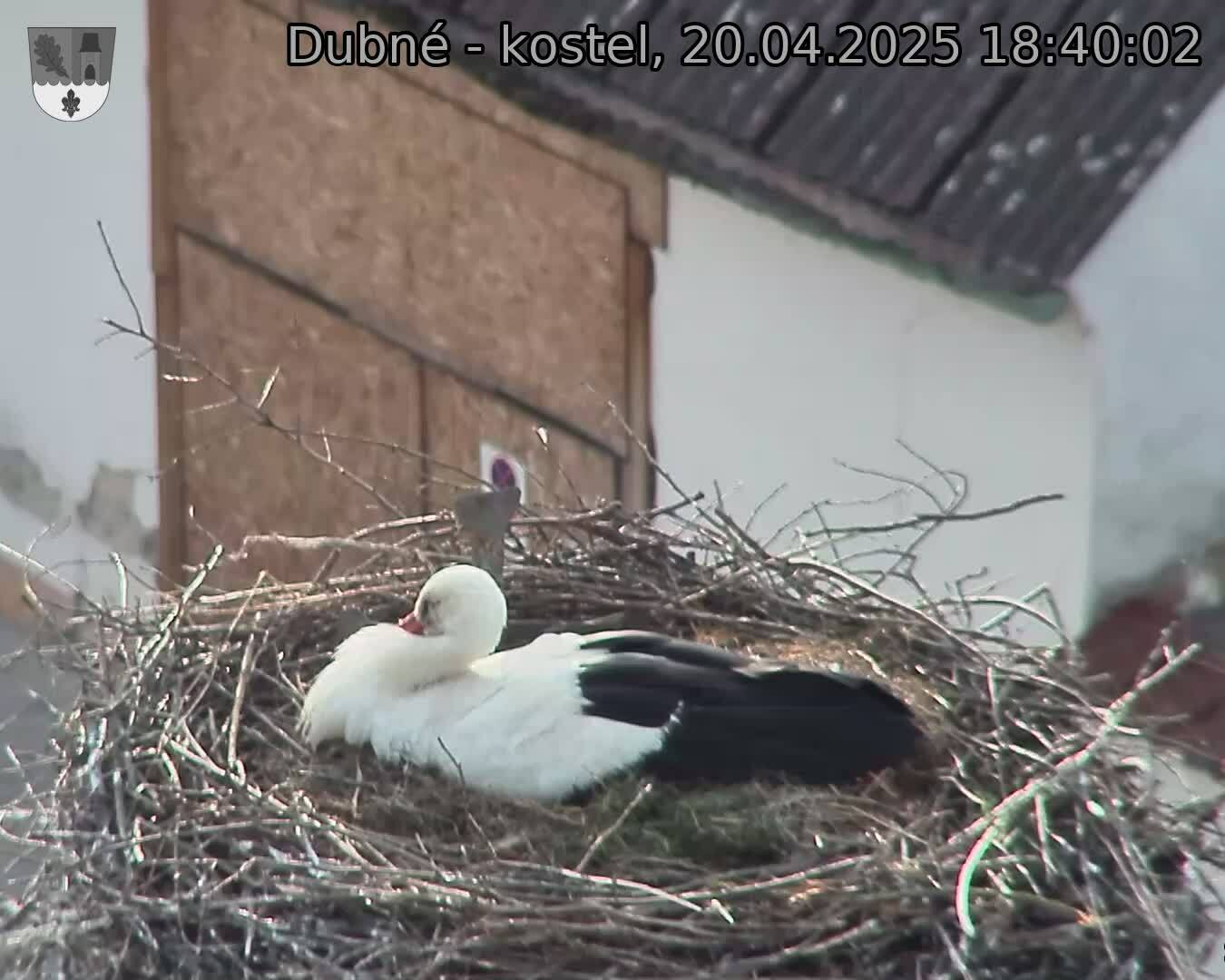 Capi_Dubne_20250420_184002.jpg (1350 x 1080)