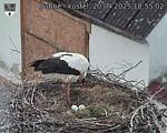Capi_Dubne_20250420_185502.jpg