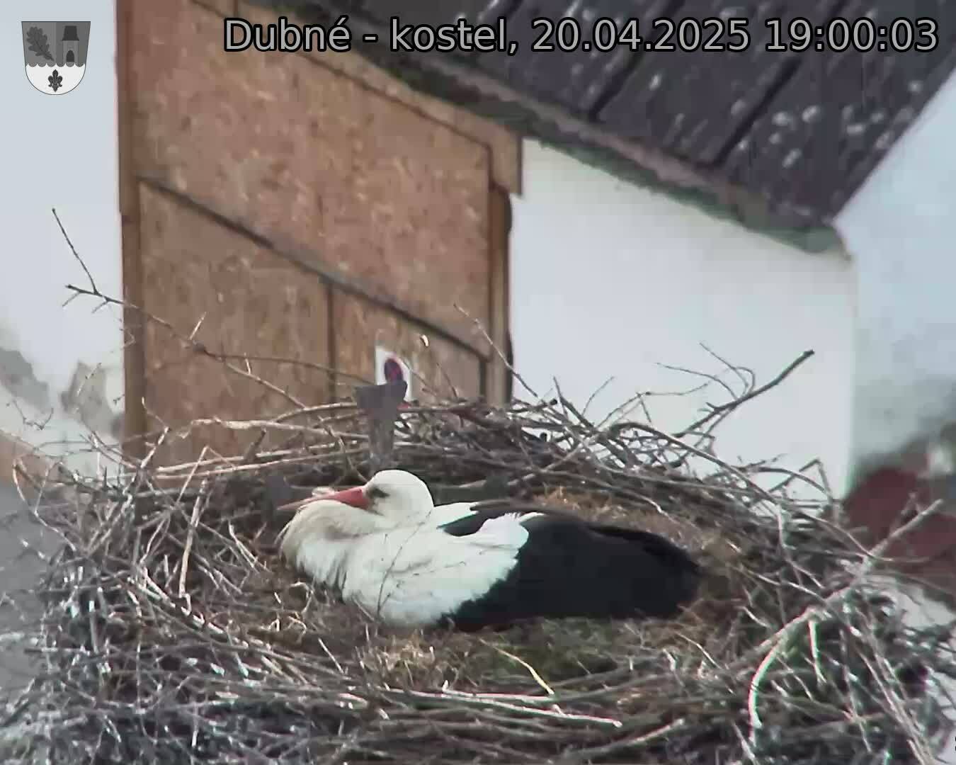 Capi_Dubne_20250420_190003.jpg (1350 x 1080)