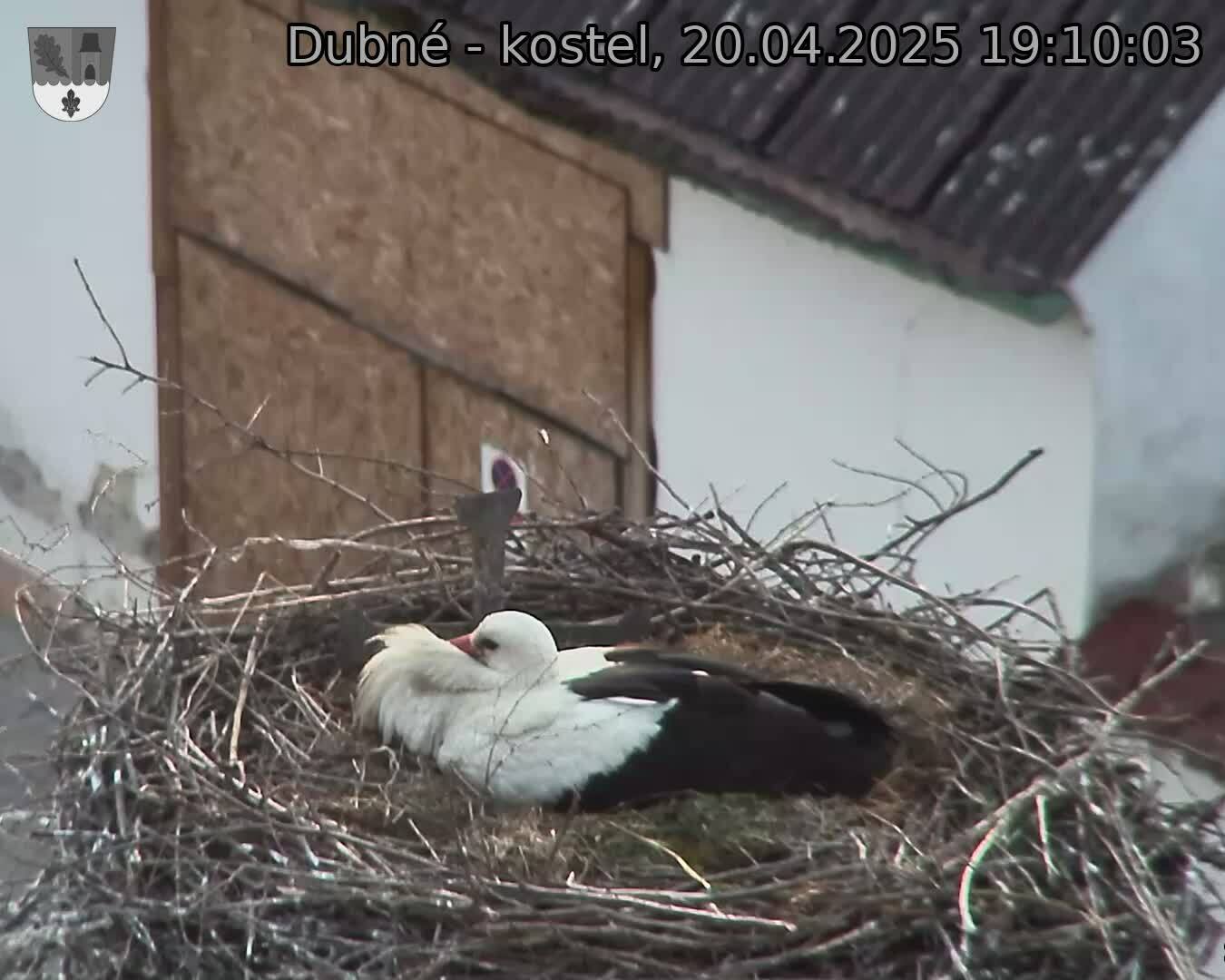 Capi_Dubne_20250420_191003.jpg (1350 x 1080)