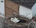 Capi_Dubne_20250420_191003.jpg