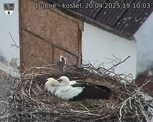 Capi_Dubne_20250420_191003.jpg (1350 x 1080)