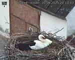 Capi_Dubne_20250420_201003.jpg