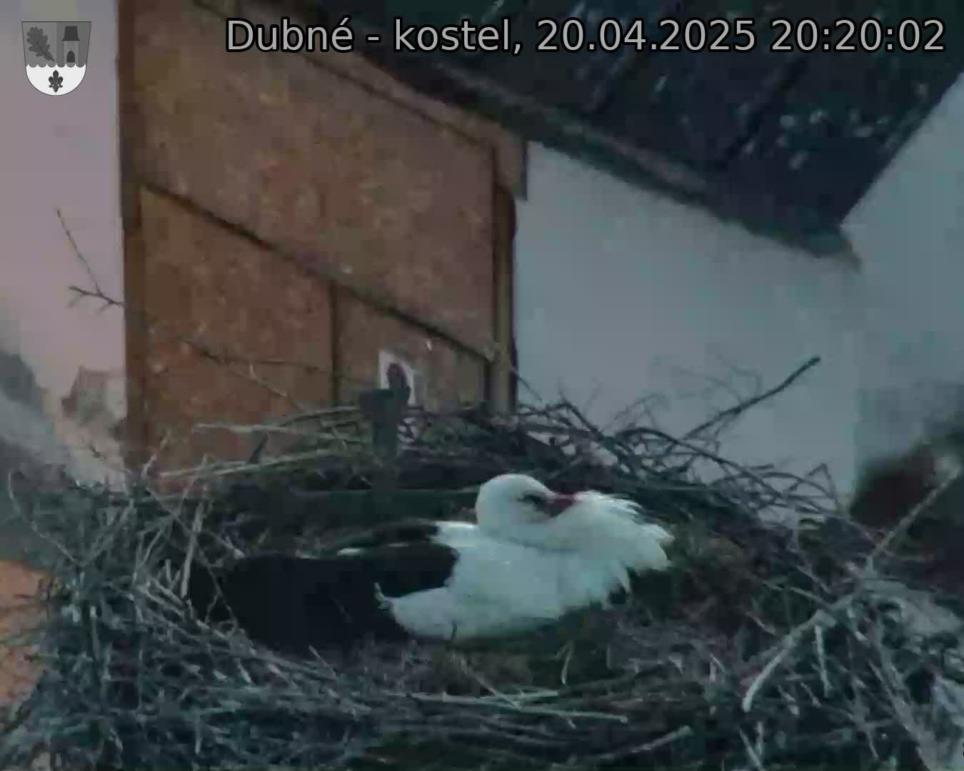 Capi_Dubne_20250420_202002.jpg (1350 x 1080)