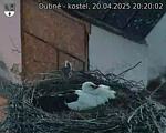 Capi_Dubne_20250420_202002.jpg