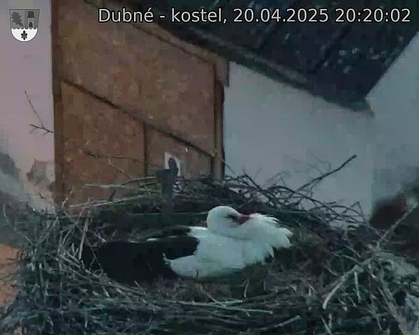 Capi_Dubne_20250420_202002.jpg (1350 x 1080)
