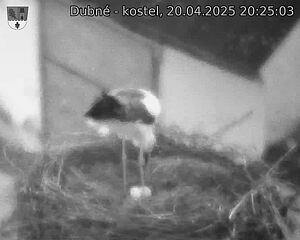 Capi_Dubne_20250420_202503.jpg (1350 x 1080)