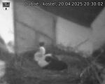 Capi_Dubne_20250420_203002.jpg