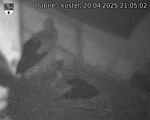 Capi_Dubne_20250420_210502.jpg