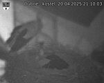 Capi_Dubne_20250420_211003.jpg