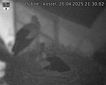 Capi_Dubne_20250420_213002.jpg