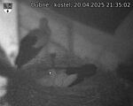 Capi_Dubne_20250420_213502.jpg