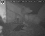 Capi_Dubne_20250420_224503.jpg