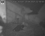 Capi_Dubne_20250420_225003.jpg