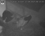 Capi_Dubne_20250421_001503.jpg