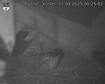 Capi_Dubne_20250421_002502.jpg