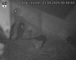 Capi_Dubne_20250421_004002.jpg