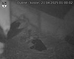 Capi_Dubne_20250421_010002.jpg