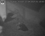 Capi_Dubne_20250421_011003.jpg