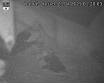 Capi_Dubne_20250421_012003.jpg